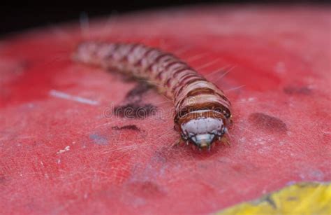 Closeup Shot of Cerambycidae or Jewel Beetle Larvae. Stock Image ...