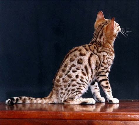 Bengal Cats Rosetted undefined - The beginnings of rosetted markings in ...