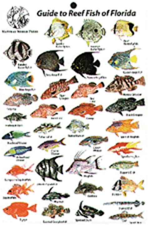 Guide to Reef Fish Florida ID Card Travel 6x9 B202 - Coral Sea Scuba ...