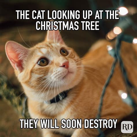 30 Funny Christmas Memes That Deliver the Holiday Humor