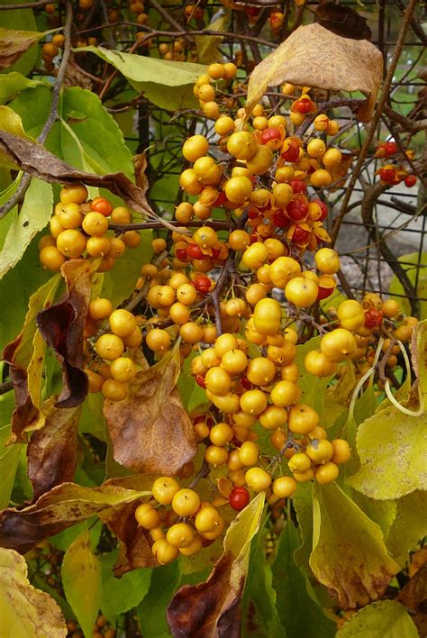 Celastrus orbiculatus - Trees and Shrubs Online