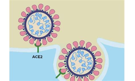 What is the ACE2 receptor, and how is it connected to coronavirus?