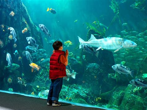 The Ultimate Guide to Explore the Vancouver Aquarium - L'Hermitage Hotel