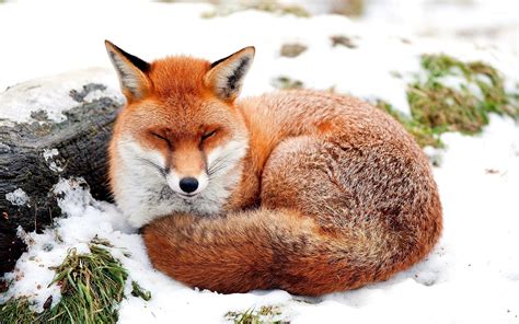 Fox sleeping in the snow wallpaper - Animal wallpapers - #49209