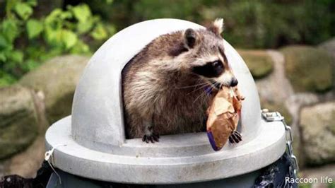 Raccoon Diet is a Fundamental Factor in Health.