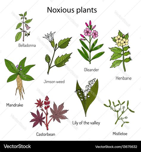 18 Poisonous Plants And Flowers, 51% OFF