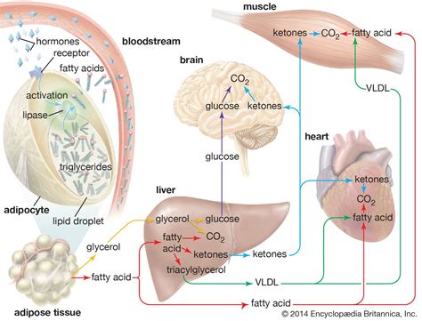 Adipose tissue | Structure, Function & Location | Britannica