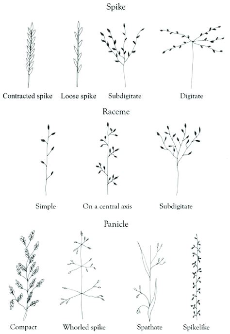 Inflorescence types. | Download Scientific Diagram