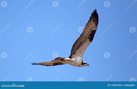 Osprey Seahawk Unique Raptor Bird of Prey Avian Flying in Michigan during Spring Fishing Hawk ...