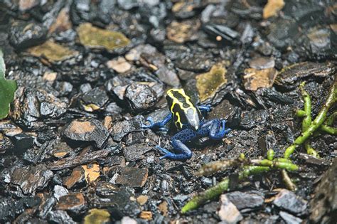 Frog Poisonous Blue - Free photo on Pixabay - Pixabay