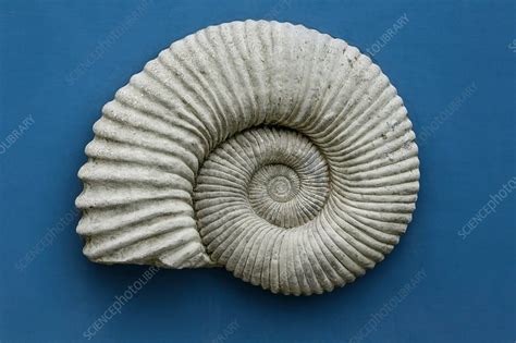 Ammonite fossil - Stock Image - C030/3955 - Science Photo Library