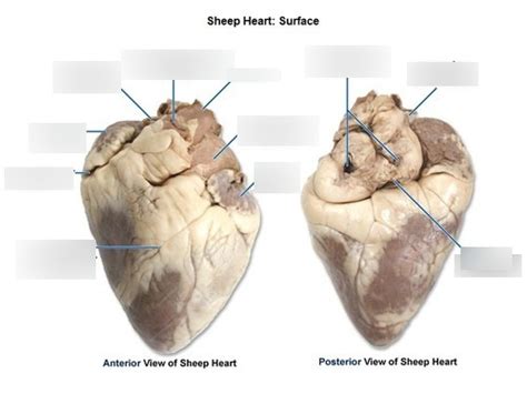 Bio 117 Lab 1: Sheep Heart Dissection (Exterior) Diagram | Quizlet