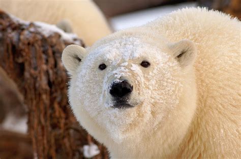 Polar Bear Cub Next To A Bowhead Whale Photograph by Steven J. Kazlowski / GHG - Fine Art America