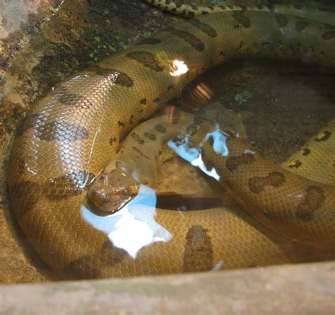 File:Green Anaconda Image 002.jpg