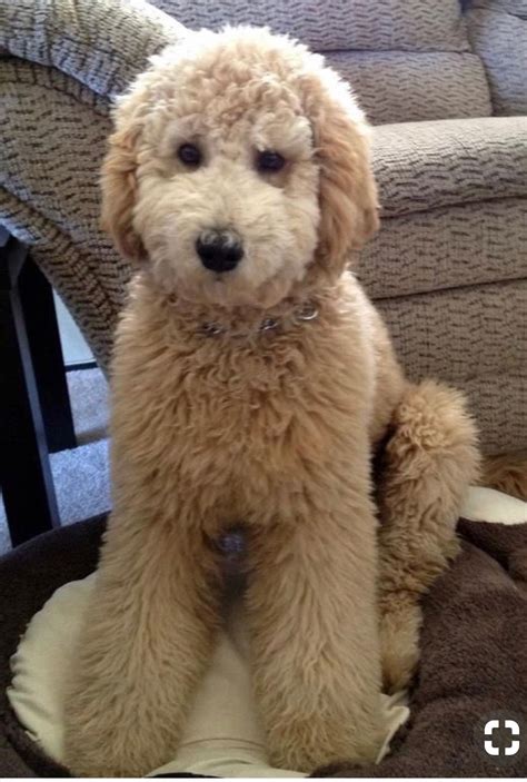 Pin by Linda Freeman on Golden doodle | Goldendoodle haircuts ...