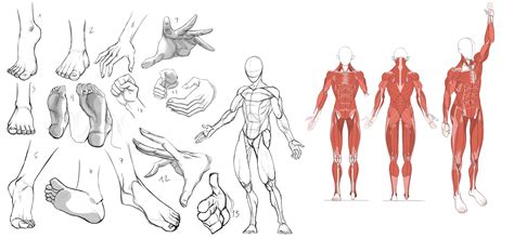 ArtStation - Full Body Anatomy Sheet + Practice