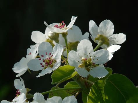 Pear Tree Blossom - Free photo on Pixabay