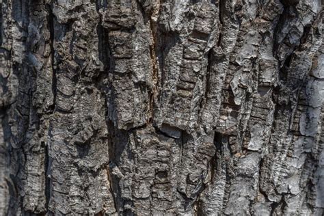 Walnut tree bark stock image. Image of bark, pine, branch - 88585449