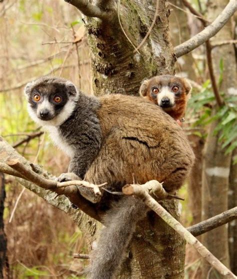 Mongoose Lemur – Lemur Conservation Network