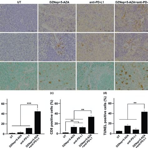 (a) Representative images of IHC and TUNEL staining. (b-d) indexes of... | Download Scientific ...