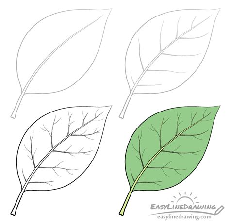 Jak nakreslit list krok za krokem - EasyLineDrawing | Leaf drawing, Drawings, Leaf outline