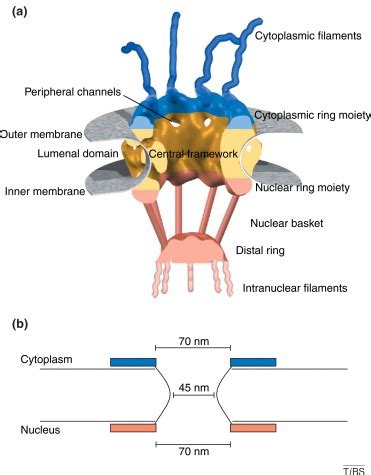 The nuclear pore complex: a jack of all trades?: Trends in Biochemical Sciences