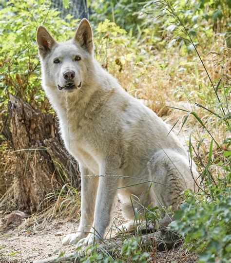 Get facts about wolf-dog hybrids | International Wolf Center