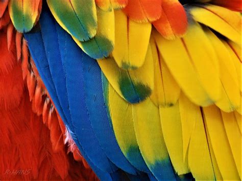 Macaw Feathers I I Photograph by Rob Hans - Fine Art America