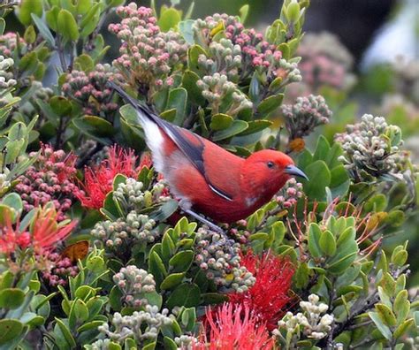 Hawaii Volcanoes National Park, Hawaii – birdfinding.info