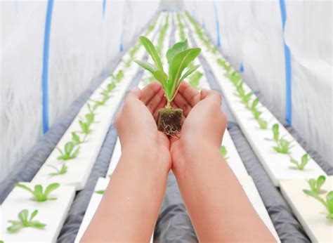 16 Best Growing Medium For Hydroponics (Which One Should You Choose!) | Plants Heaven