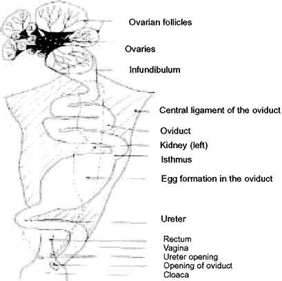 Chapter 5. MALE AND FEMALE REPRODUCTIVE SYSTEMS