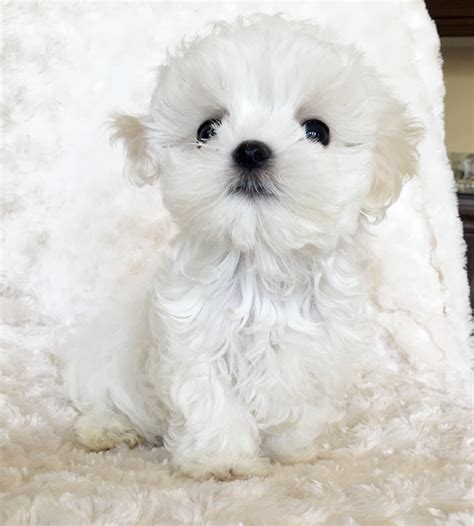 Micro Teacup Maltese Puppy - xxs perfect! Billy :) | iHeartTeacups