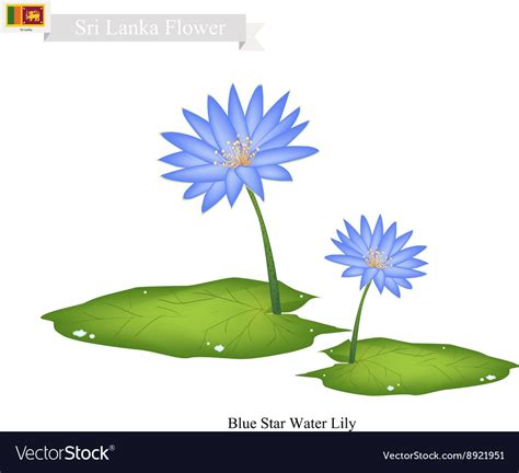 Blue Star Water Lily National Flower of Sri Lanka Vector Image