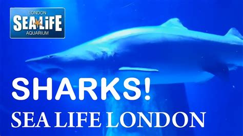 SEA LIFE London Aquarium - Sharks & Piranhas! - YouTube