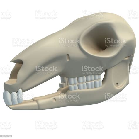 Kangaroo Skull Animal Anatomy 3d Rendering On White Background Stock Photo - Download Image Now ...