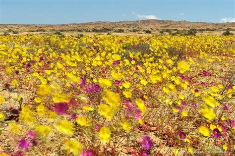 Atacama Desert blooming, flowers of desierto florido in Chile | Desert ...