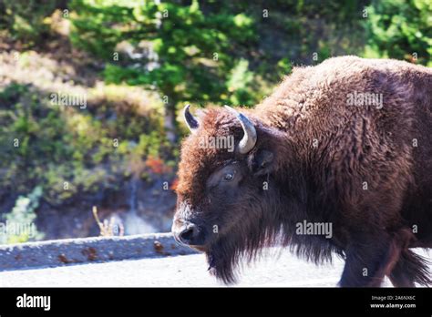 Wild buffalo in Yellowstone National Park, USA Stock Photo - Alamy