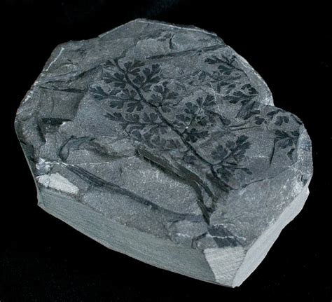 Sphenopteris Preslesensis Plant Fossil (#4254) For Sale - FossilEra.com