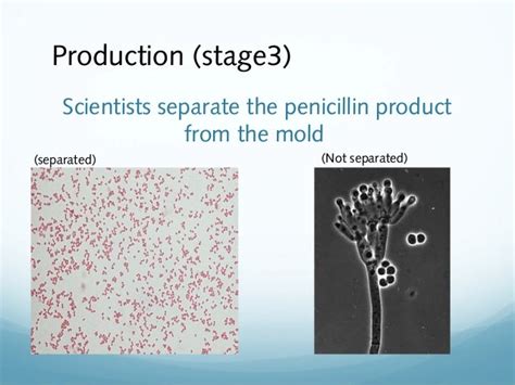 Penicillin -discovery and production