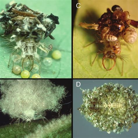 Examples of debris-carrying chrysopid larvae. (A) Chrysopinae ...