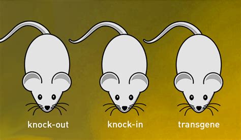 Mutant and Transgenic Mouse Strains: A Beginner's Guide