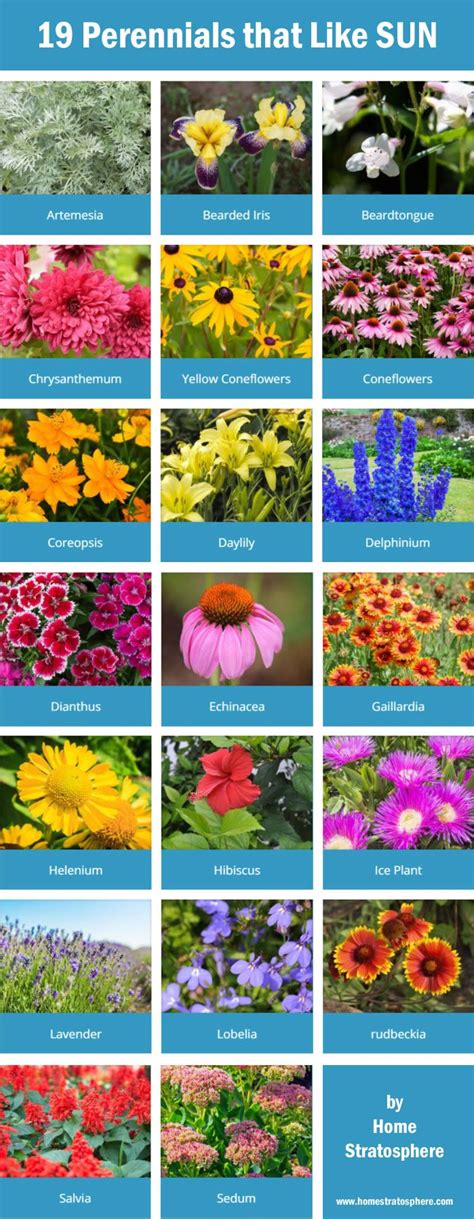 101 Types of Perennials (A to Z Photo Database) | Flowers perennials ...