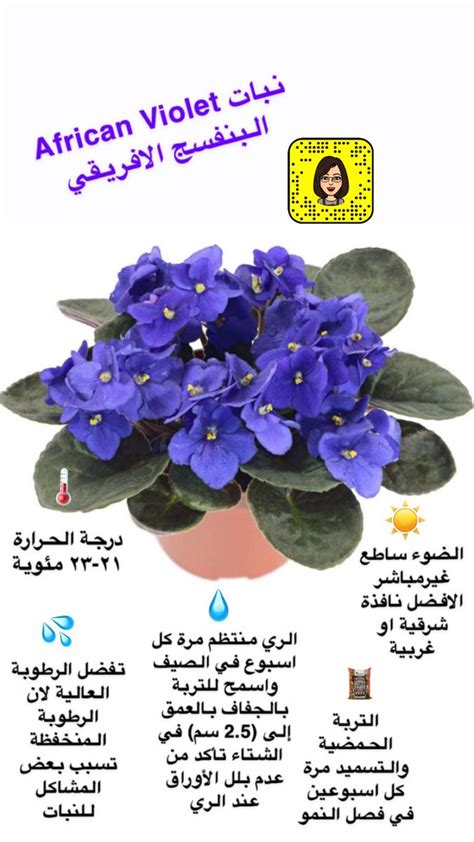 نبات البنفسج الأفريقي والظروف البيئية المناسبة له | Indoor plants, Plants, Indoor