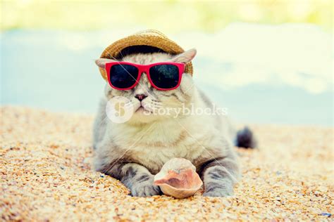 Cat wearing sunglasses and sun hat relaxing on the beach Royalty-Free Stock Image - Storyblocks