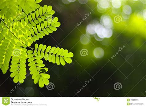 Flame tree leaves. stock image. Image of park, color - 119533295