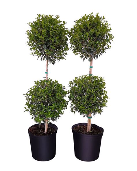 Eugenia 2-Ball Topiary | PlantVine