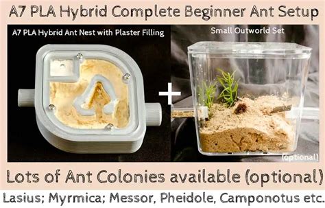 Small Ant Farm Kits | Best Ants UK