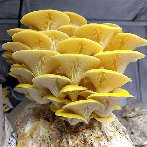 Yellow Oyster (Pleurotus citrinopileatus) - Mushroom Farm Supplies