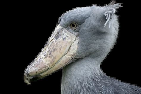 Shoebill | The Animal Facts | Appearance, Habitat, Diet, Breeding, More!