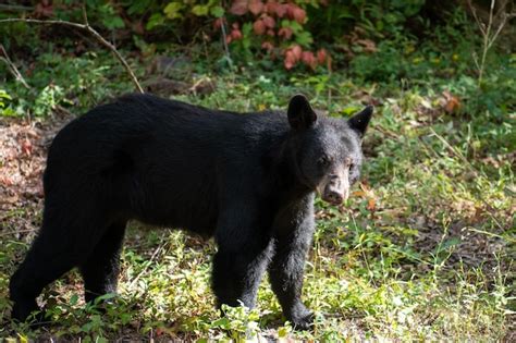 Premium Photo | Black bear in the smokey mountains